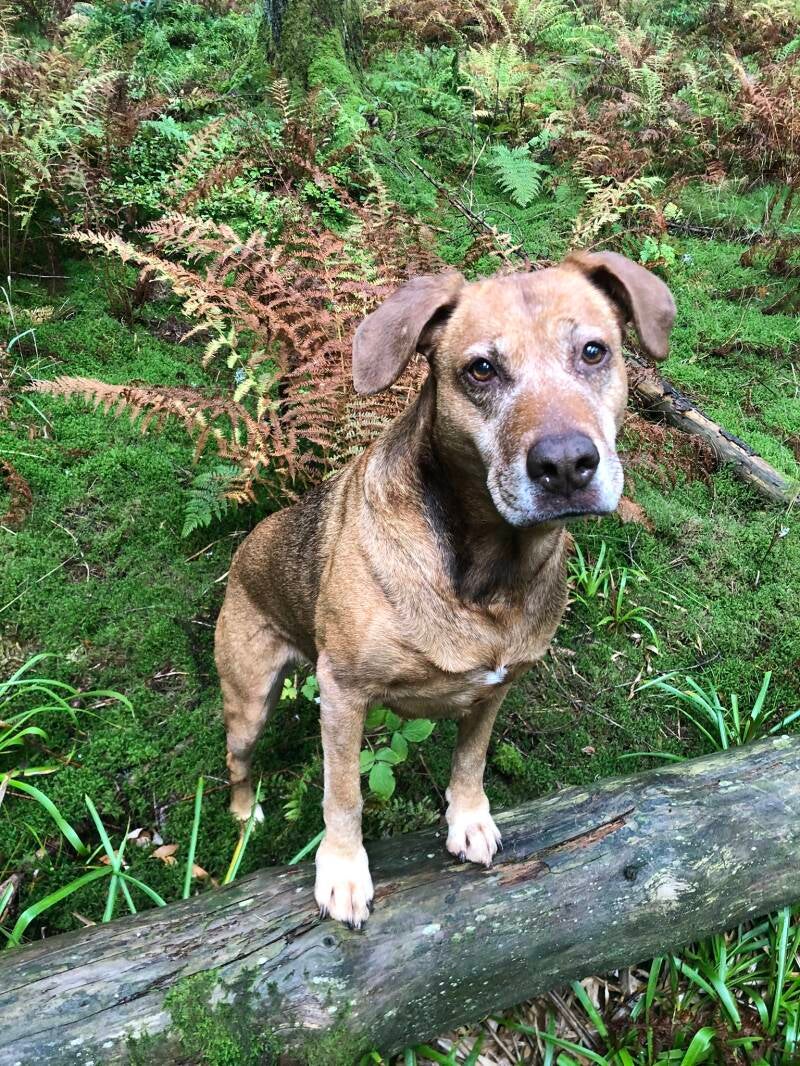 Outdoortraining Vorhand erhöht