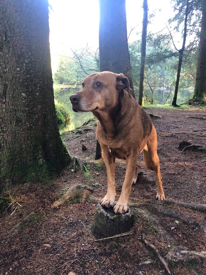 Outdoortraining Vorhand eng erhöht