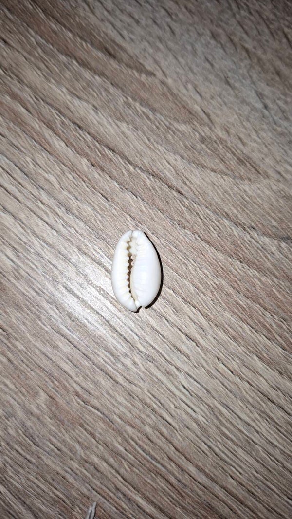 coquillage cauris