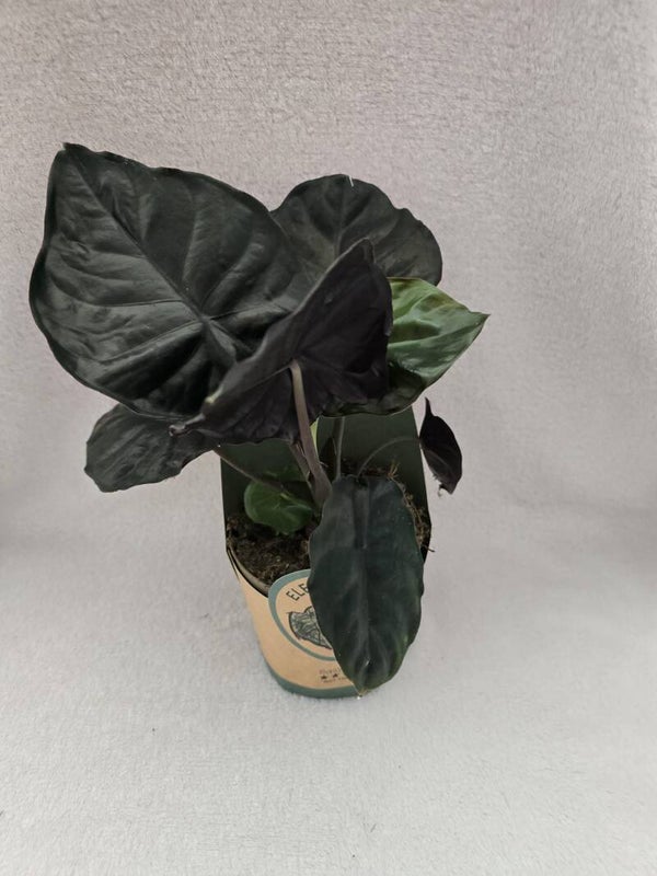 Alocasias infernalis Black Magic