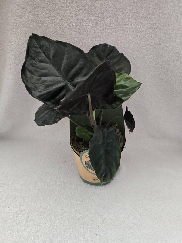 Alocasias infernalis Black Magic