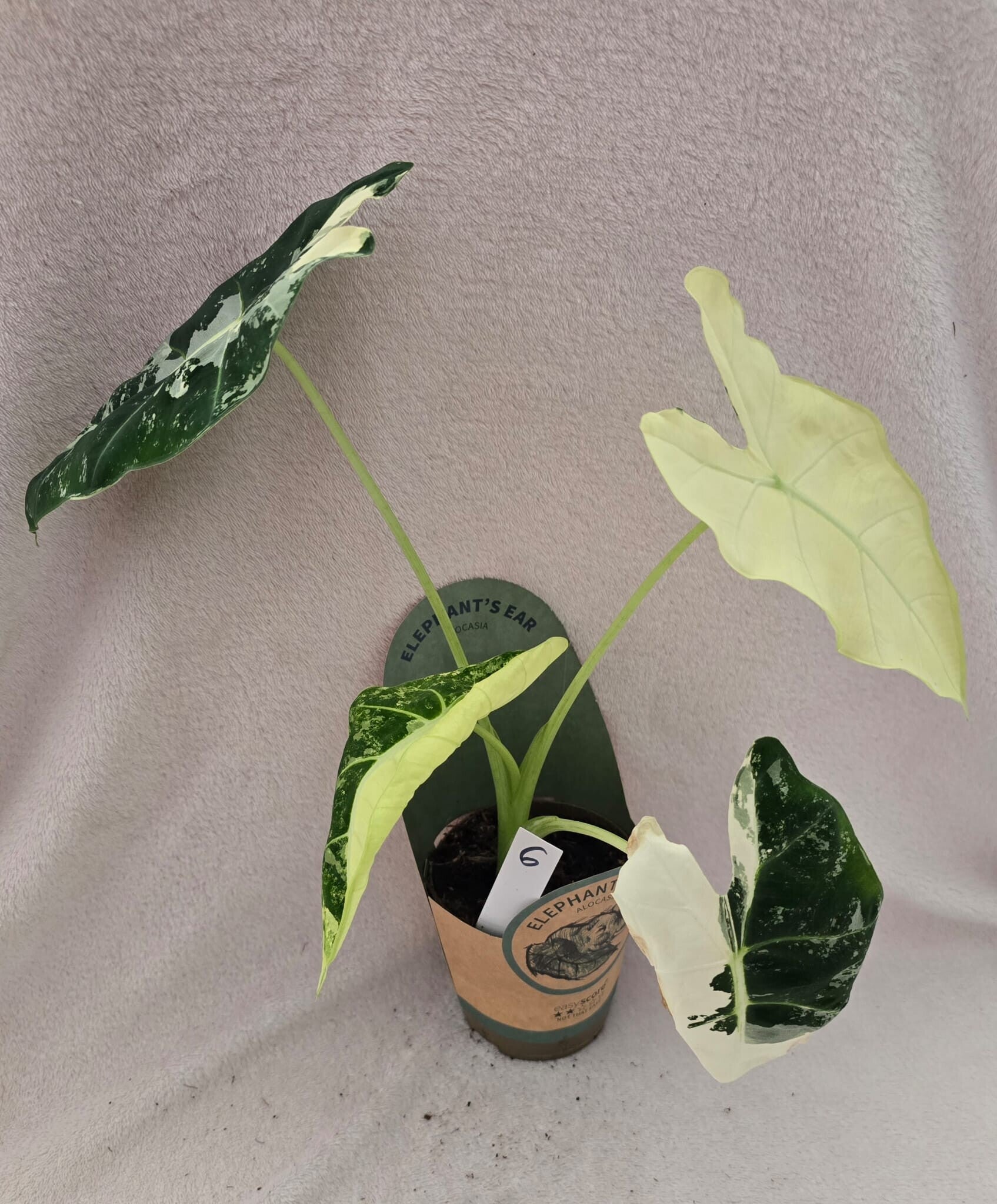 Alocasias Frydek Varigata