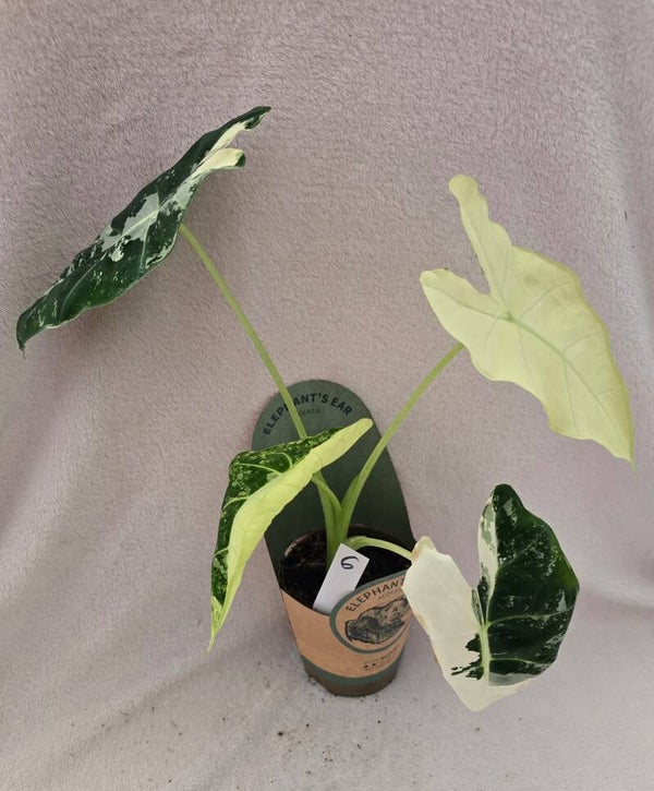 Alocasias Frydek Varigata