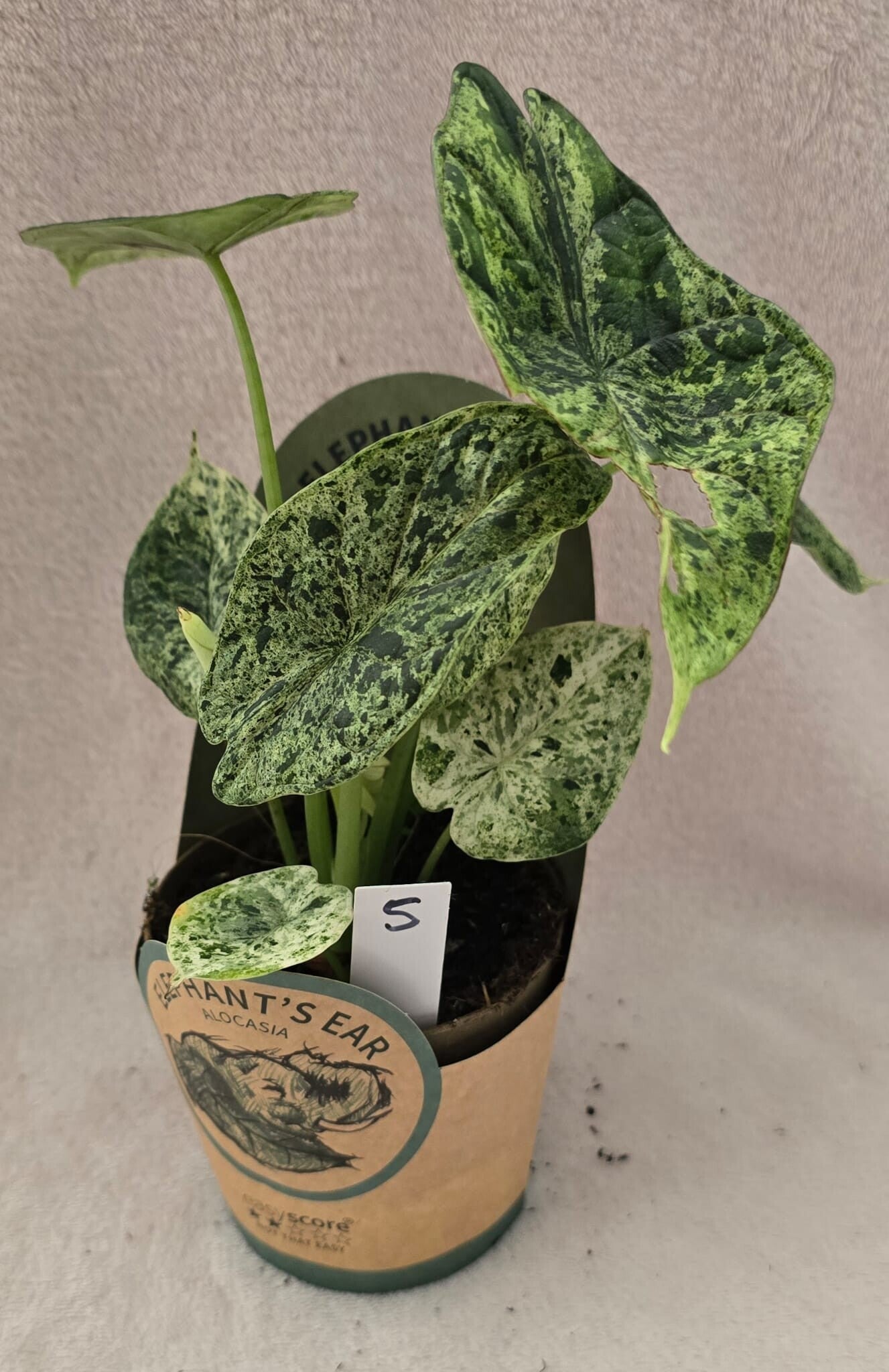Alocasias Dragon Scale Mint