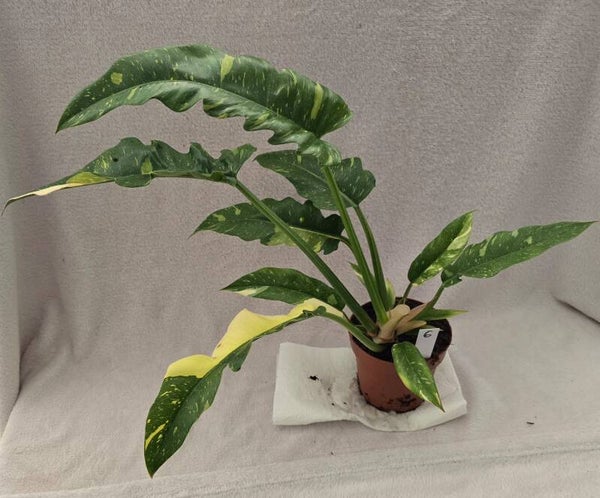 Philodendron Ring of Fire