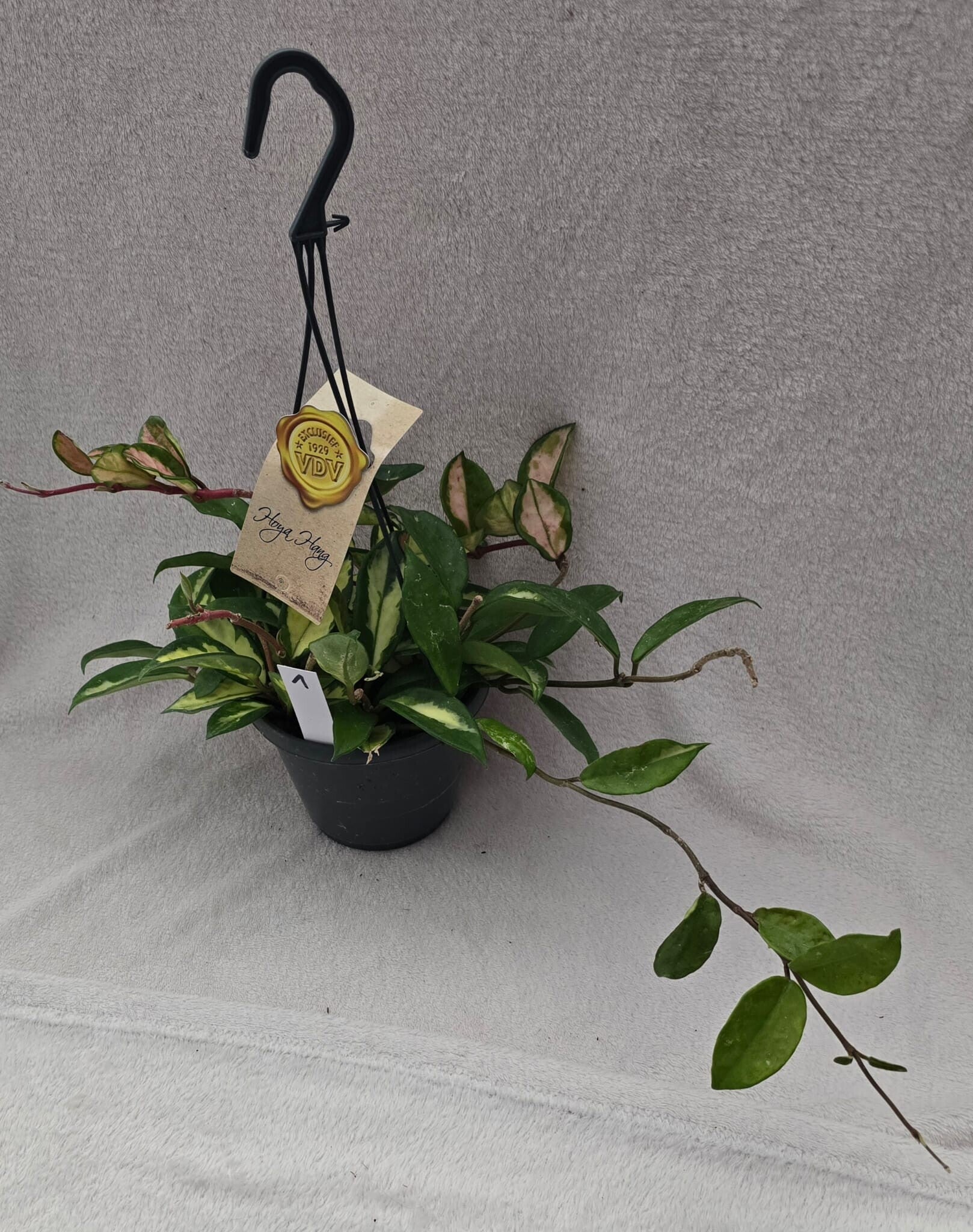 Hoya carnosa Tricolor