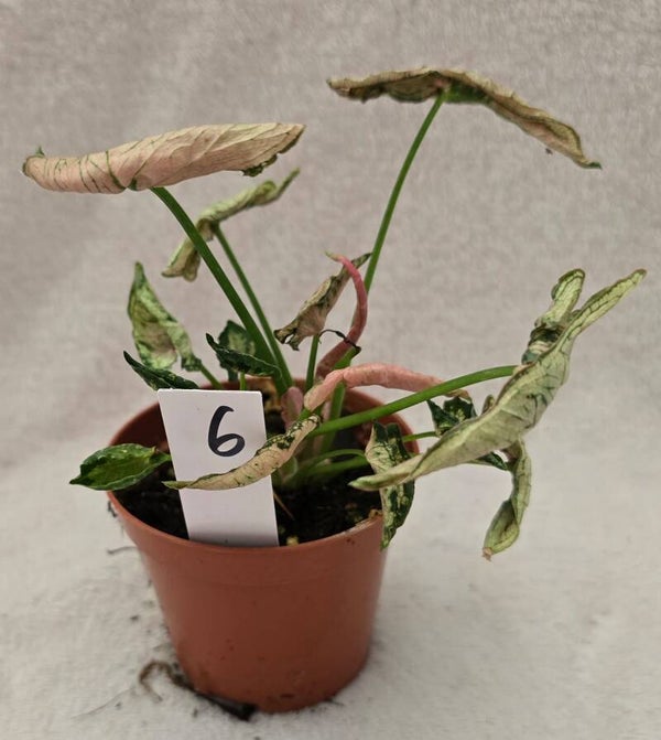 Syngonium Pink Rolli