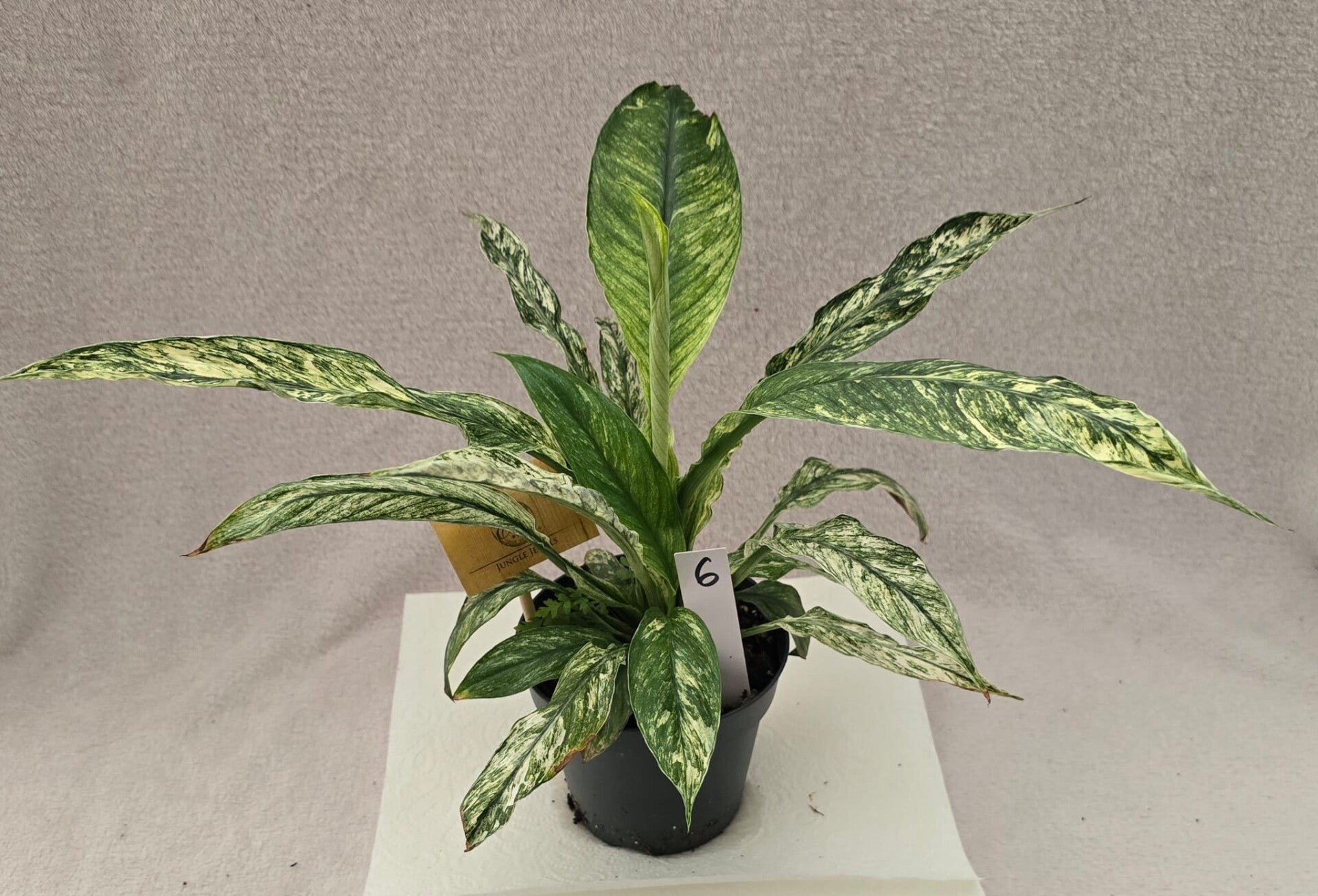 Spathiphyllum vivaldi variegata