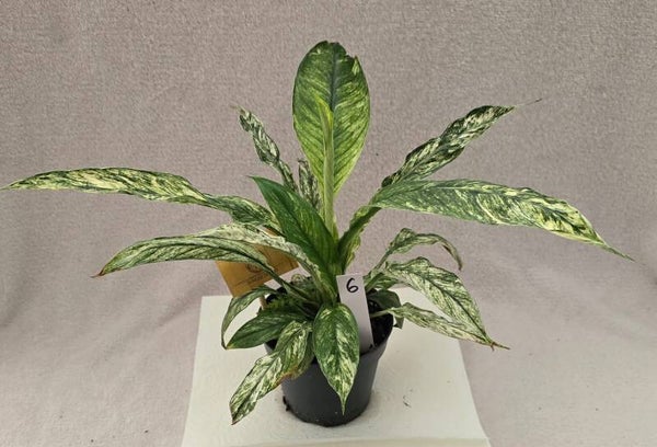 Spathiphyllum vivaldi variegata
