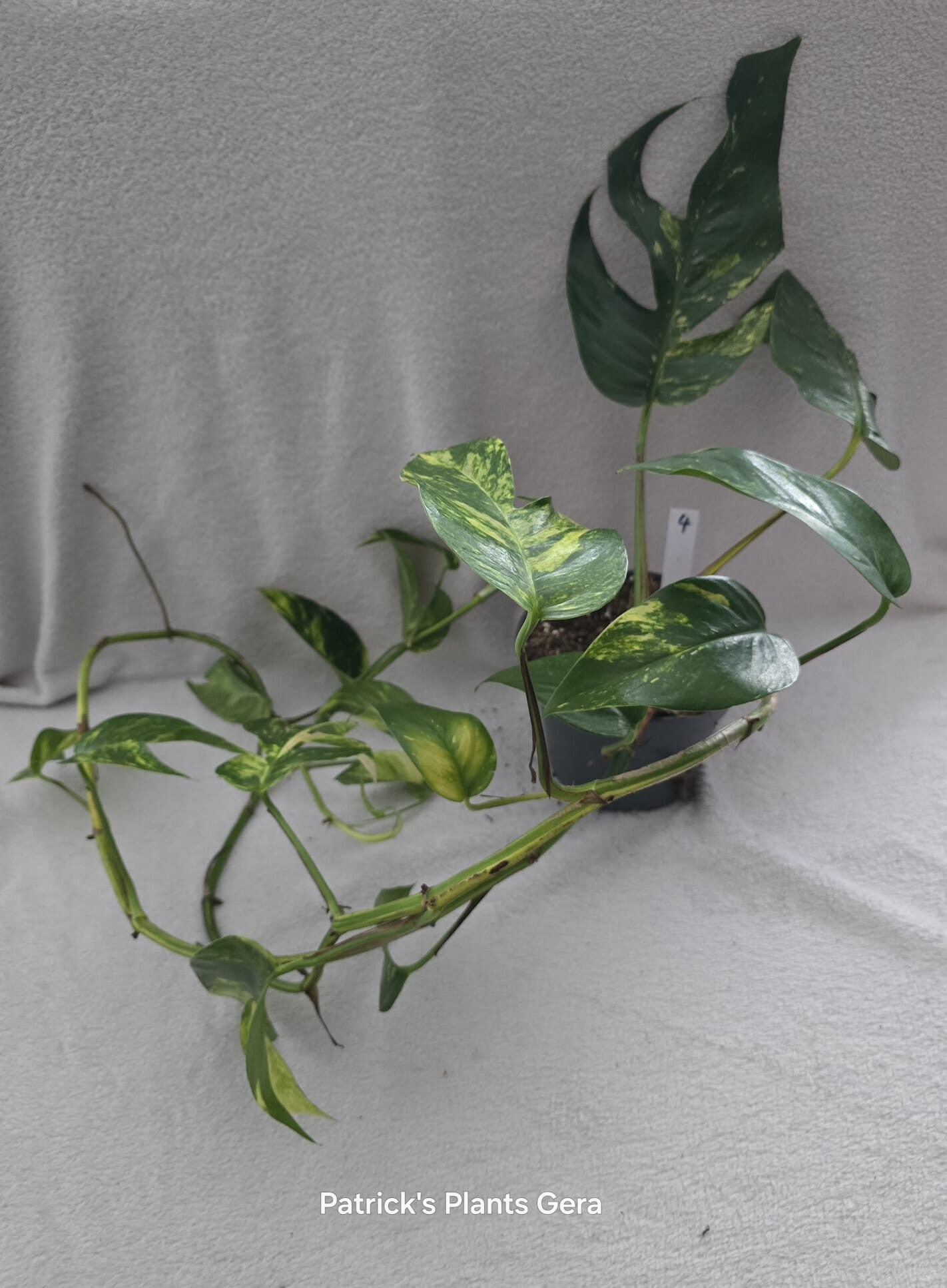 Epipremnum pinnatum cintho Goldfinger