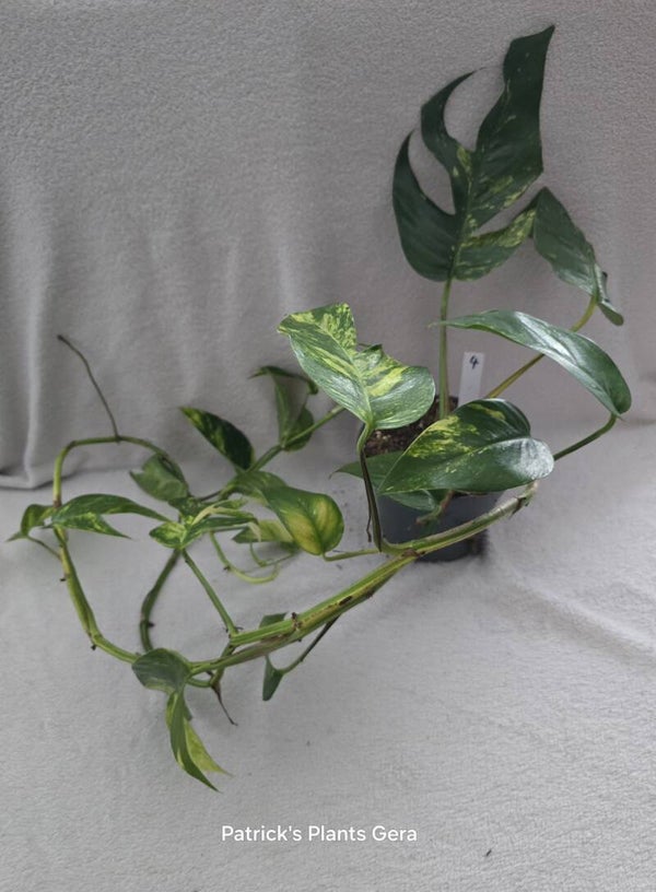 Epipremnum pinnatum cintho Goldfinger