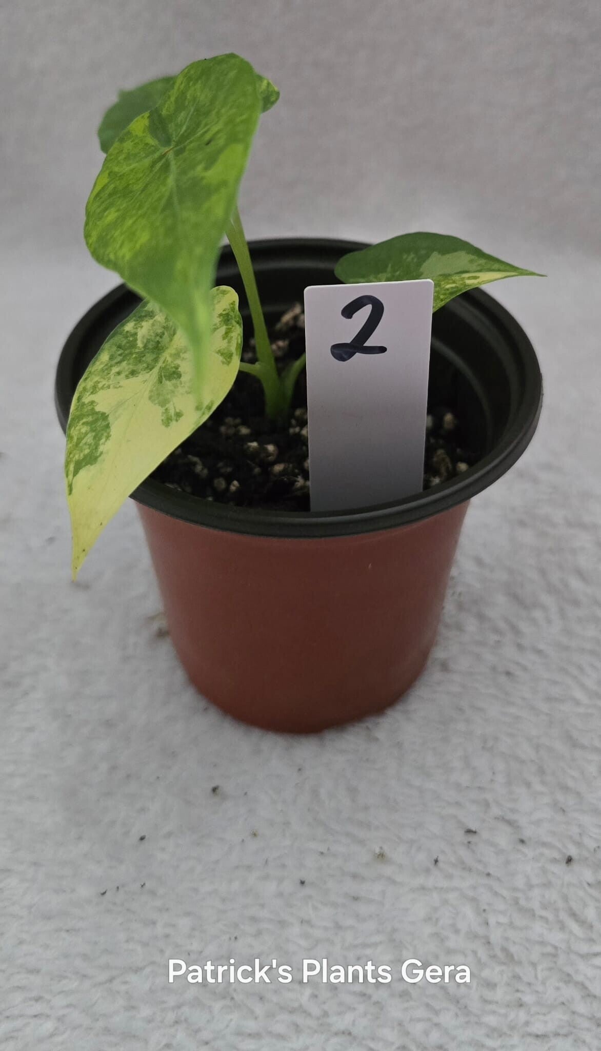 Alocasias Gageana Aurea