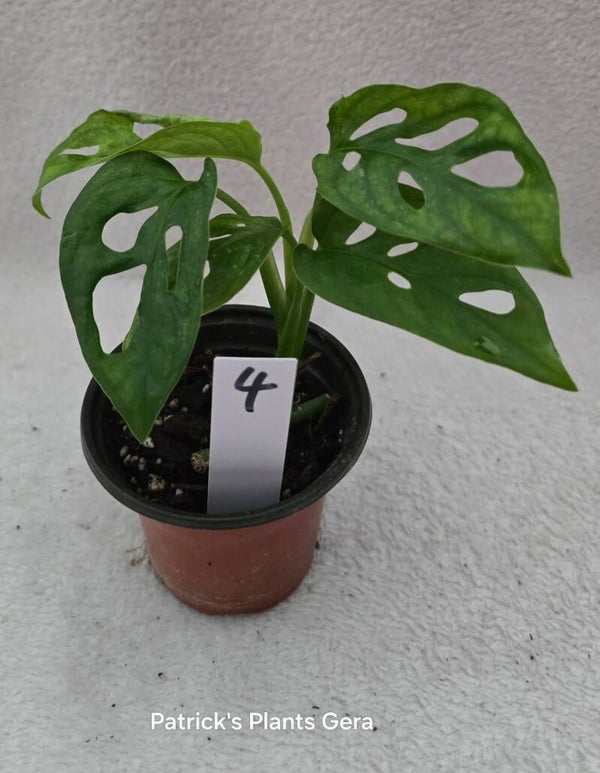 Monstera Adansonii Mint