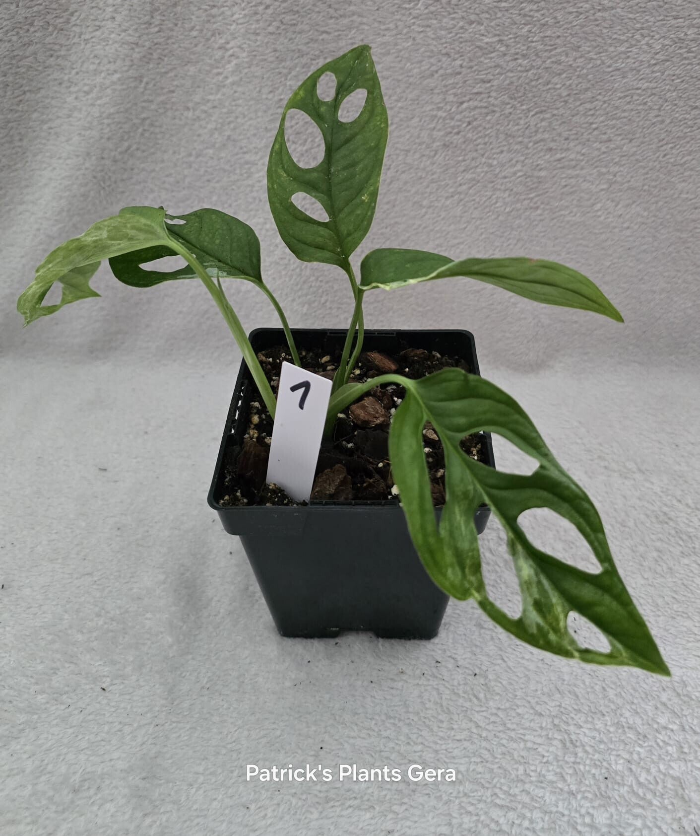 Monstera Indonesien marbel