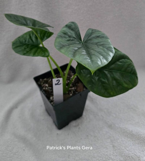 Alocasias lukiwan