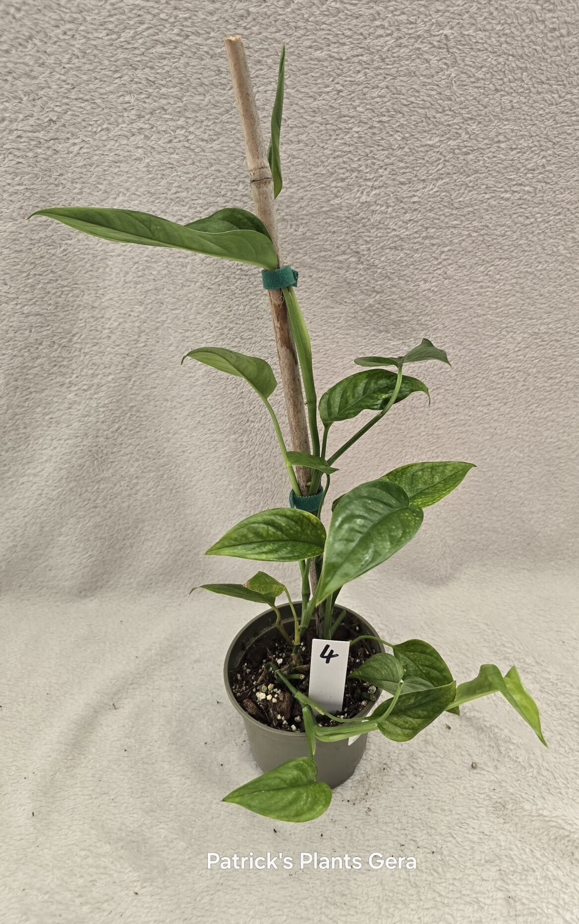 Monstera pinnatipartita