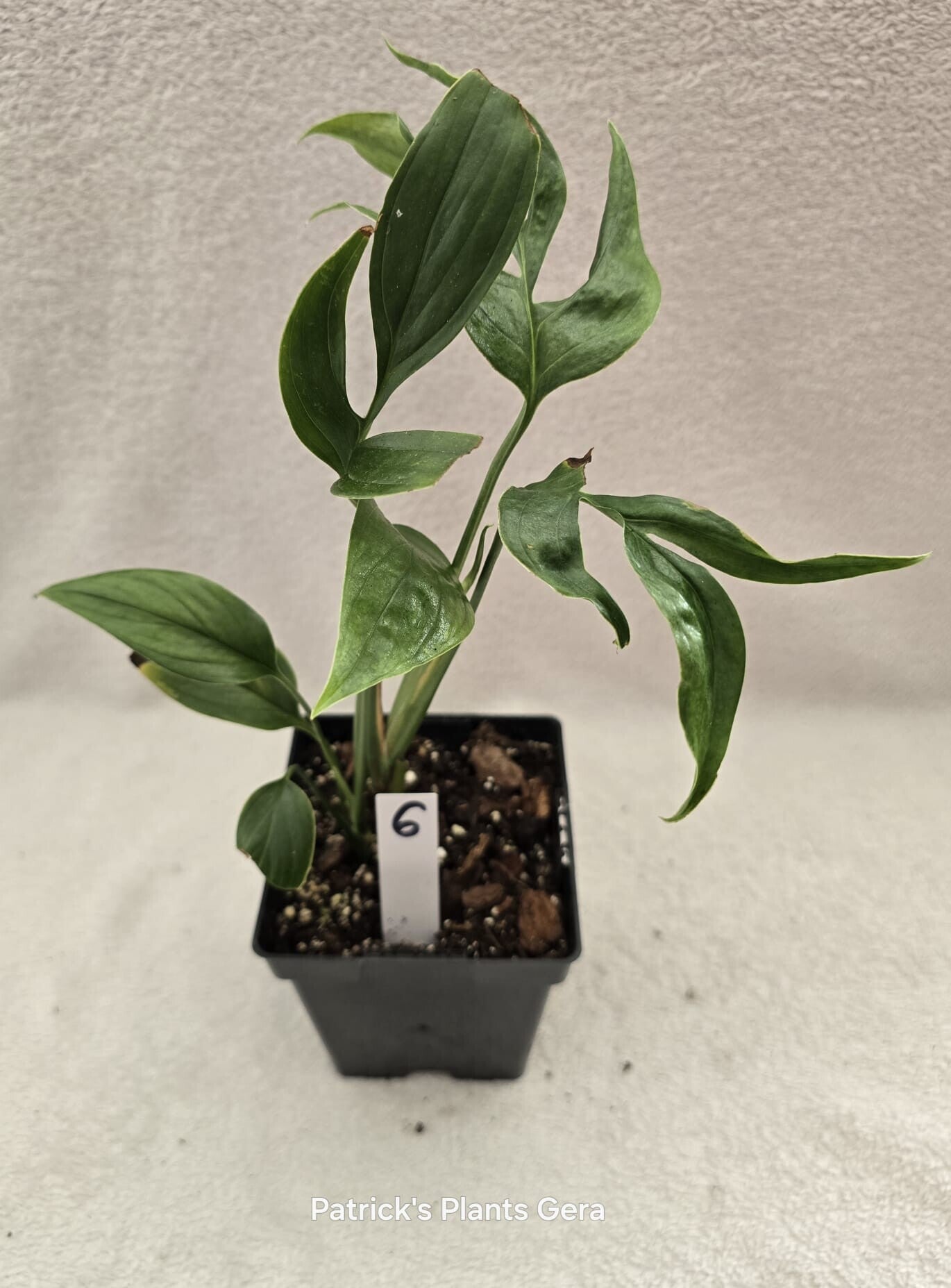 Monstera subpinnata