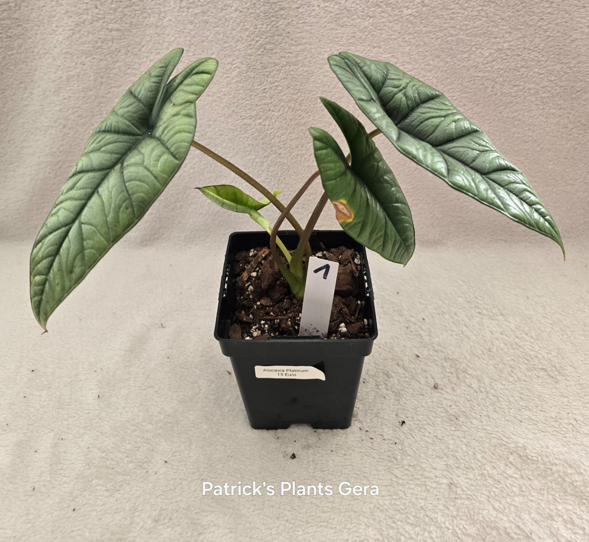 Alocasias Platinum