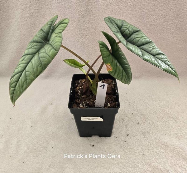 Alocasias Platinum