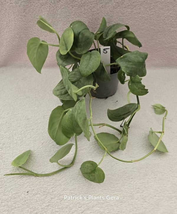 Scindapsus Silver Hero