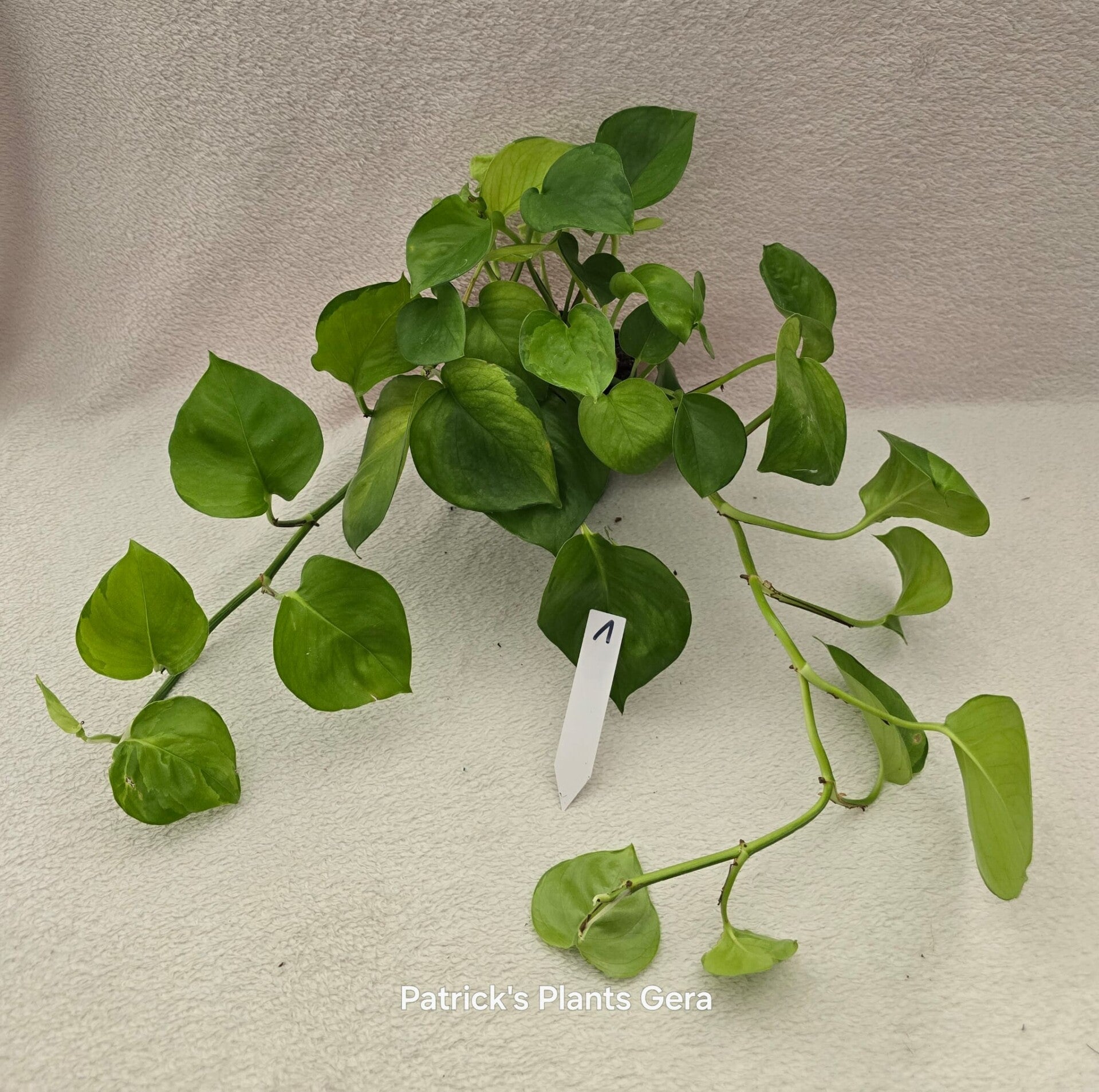 Epipremnum Global Green