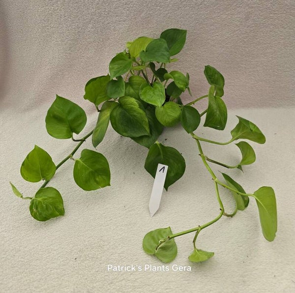 Epipremnum Global Green