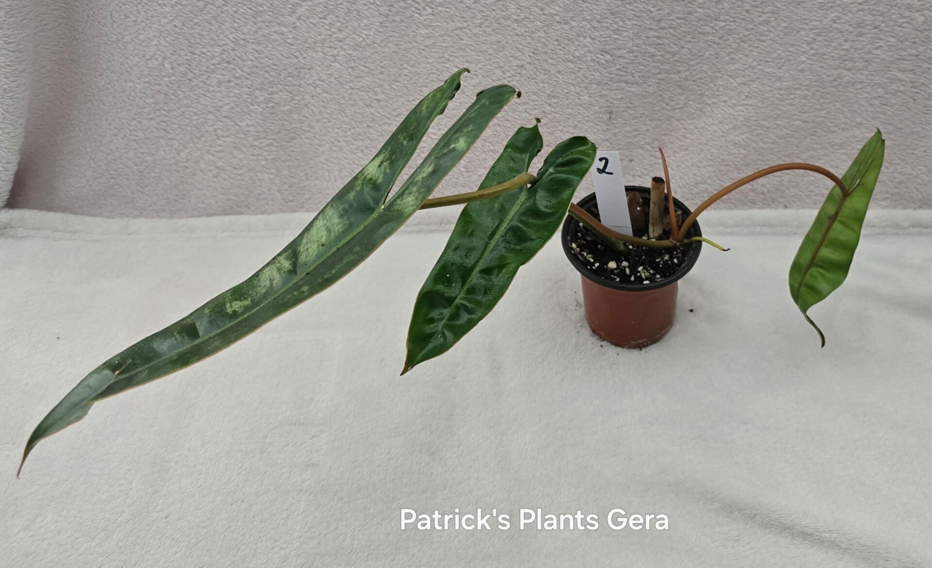 Philodendron Billietiae