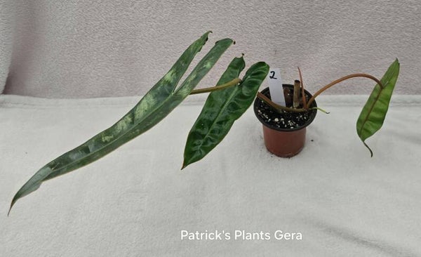 Philodendron Billietiae