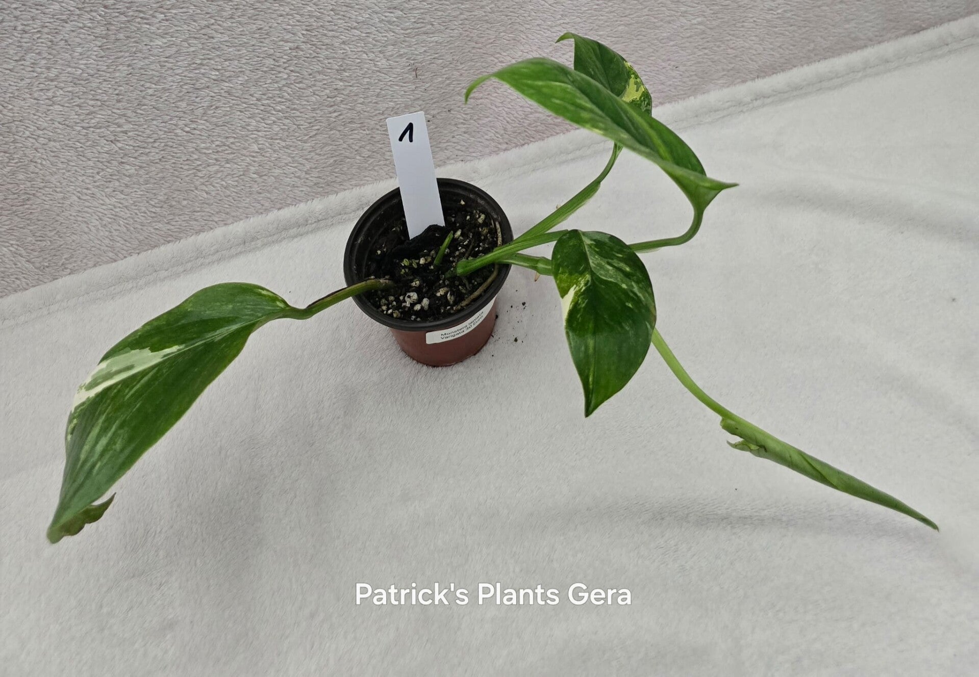 Monstera laniata Varigata