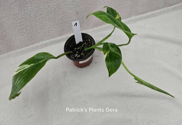 Monstera laniata Varigata