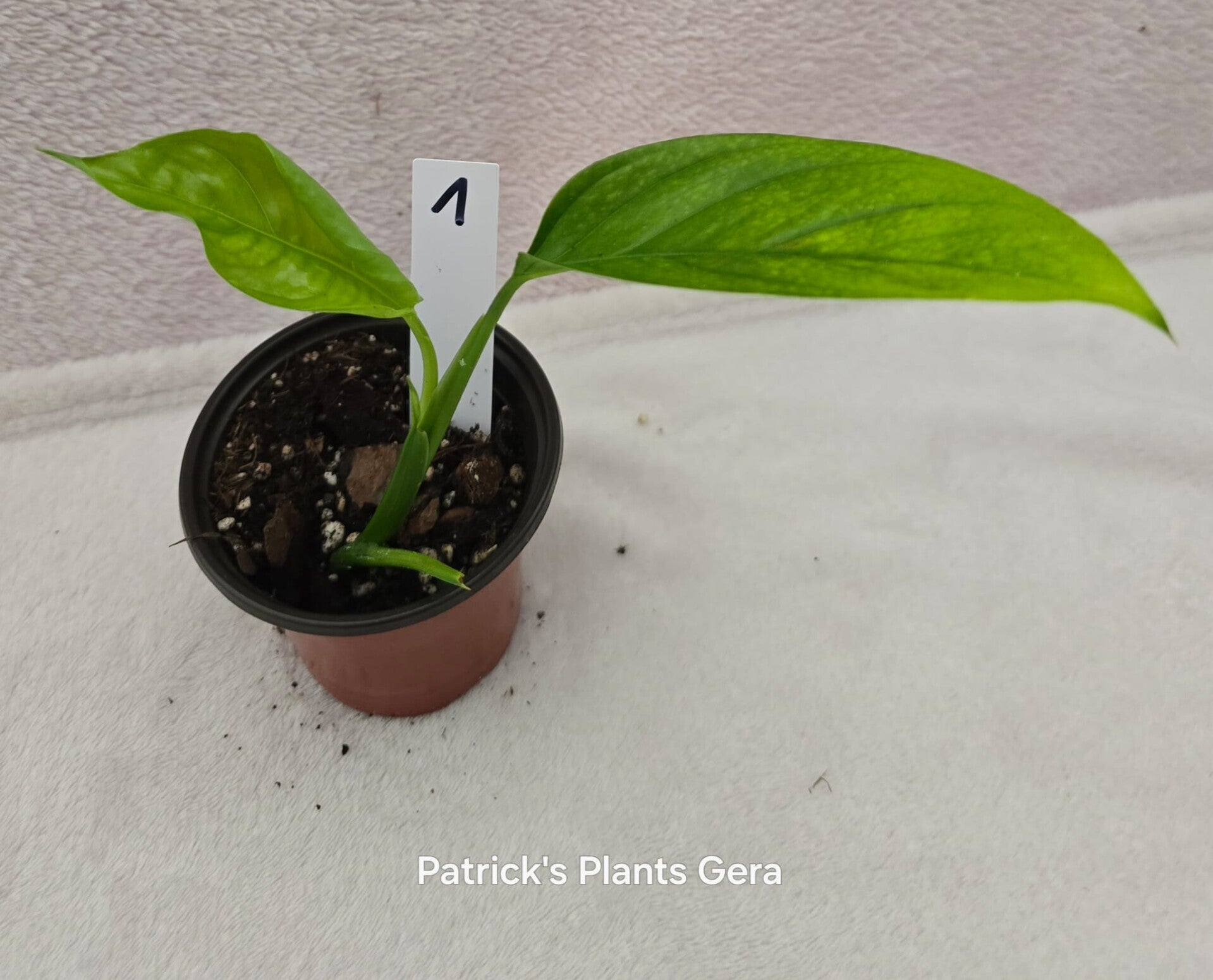 Monstera ssp blanchetii