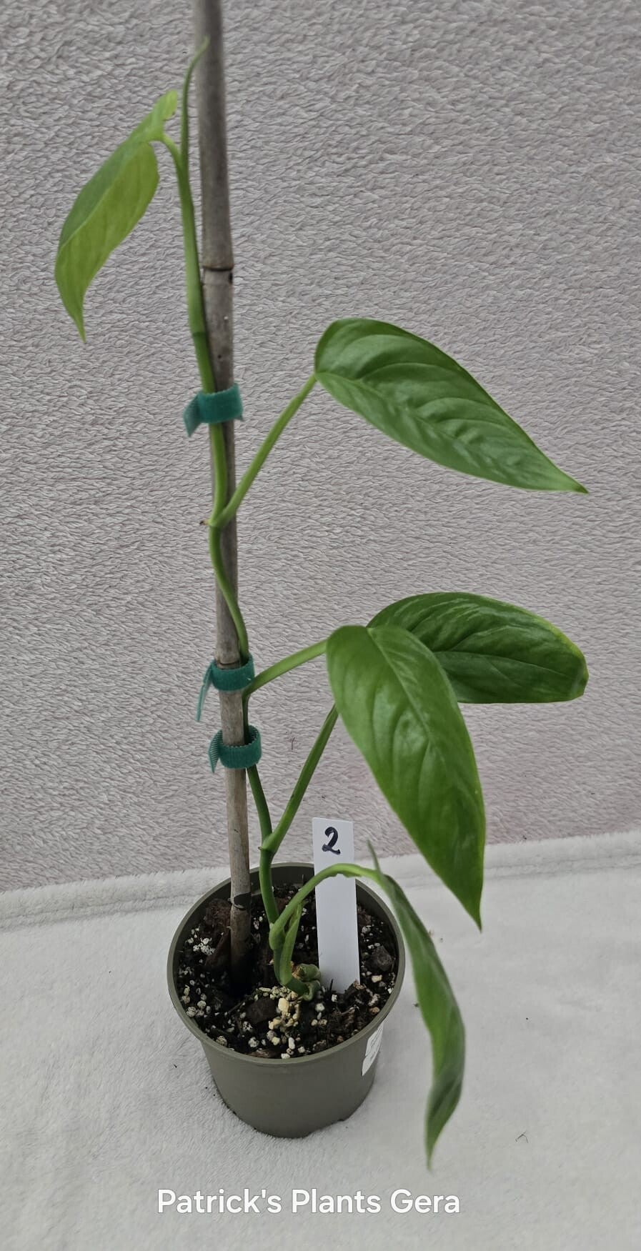 Monstera praetermissa