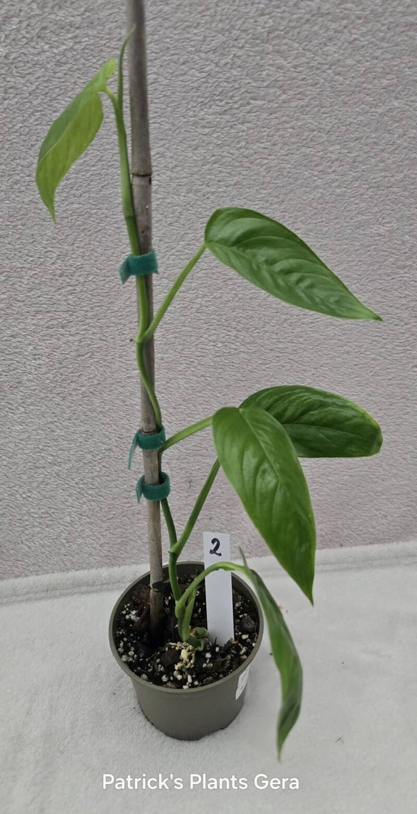 Monstera praetermissa