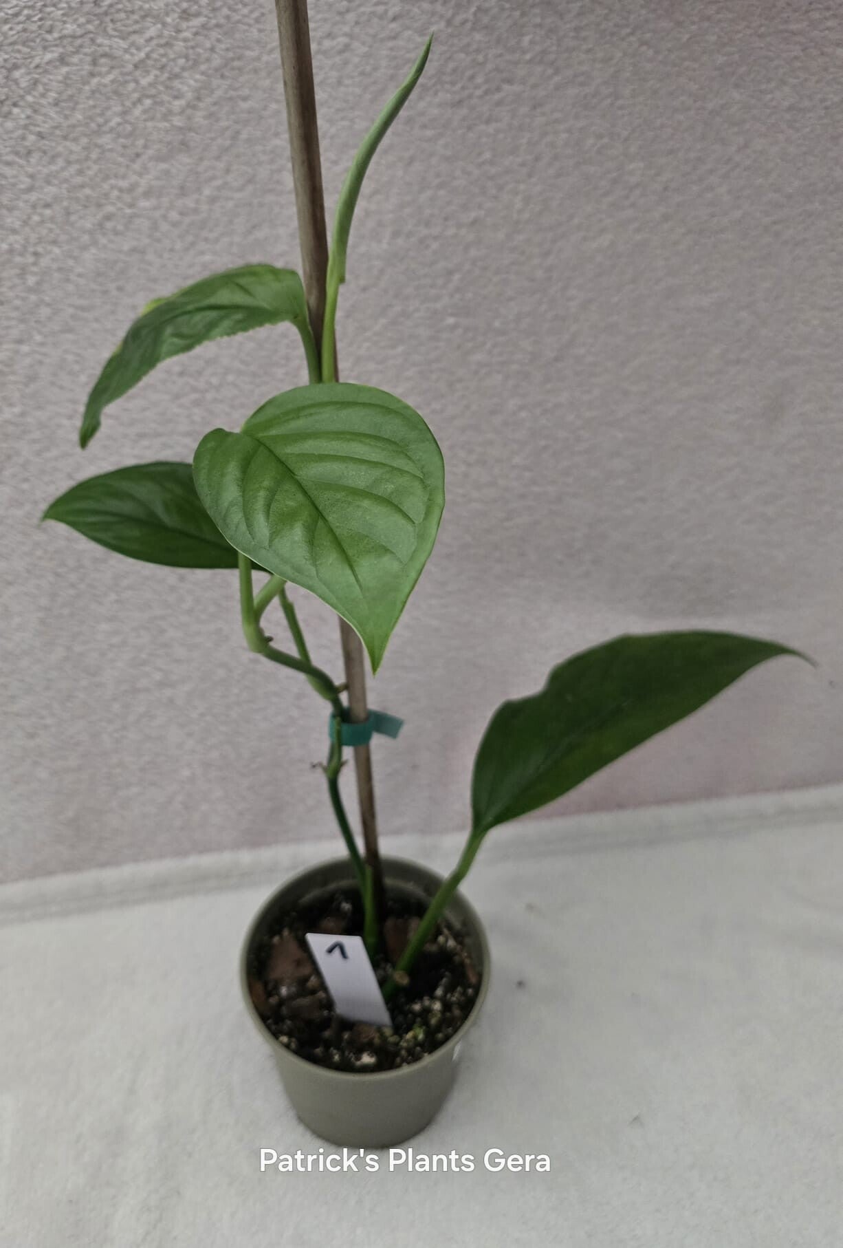 Monstera acacoyaguensis