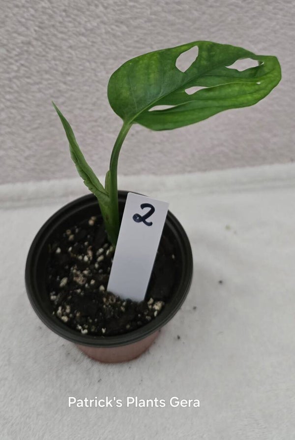 Monstera cf Napo