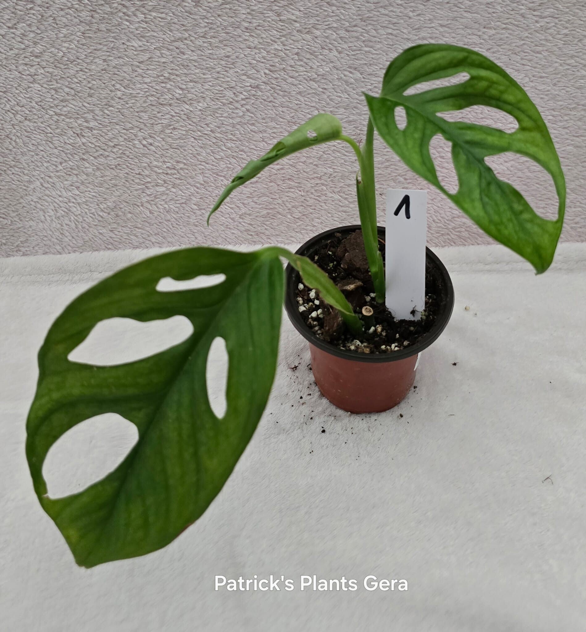 Monstera cf Napo