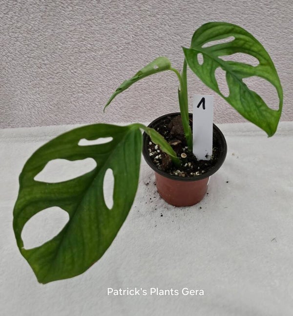 Monstera cf Napo