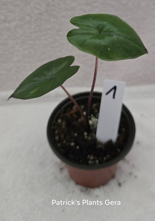 Alocasias Yucatan Princess