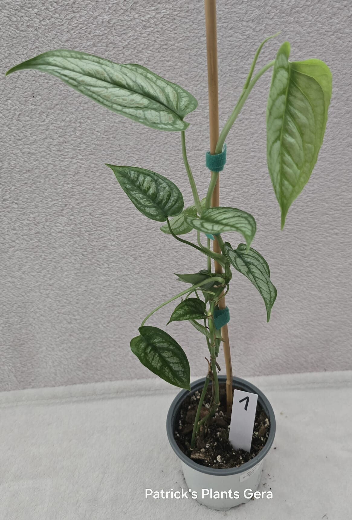 Monstera seltepikana