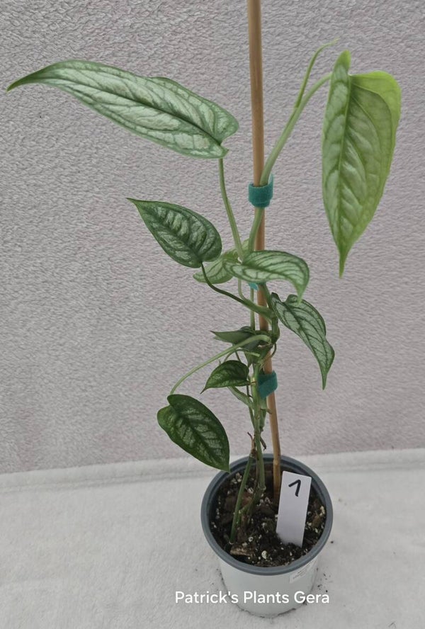 Monstera seltepikana