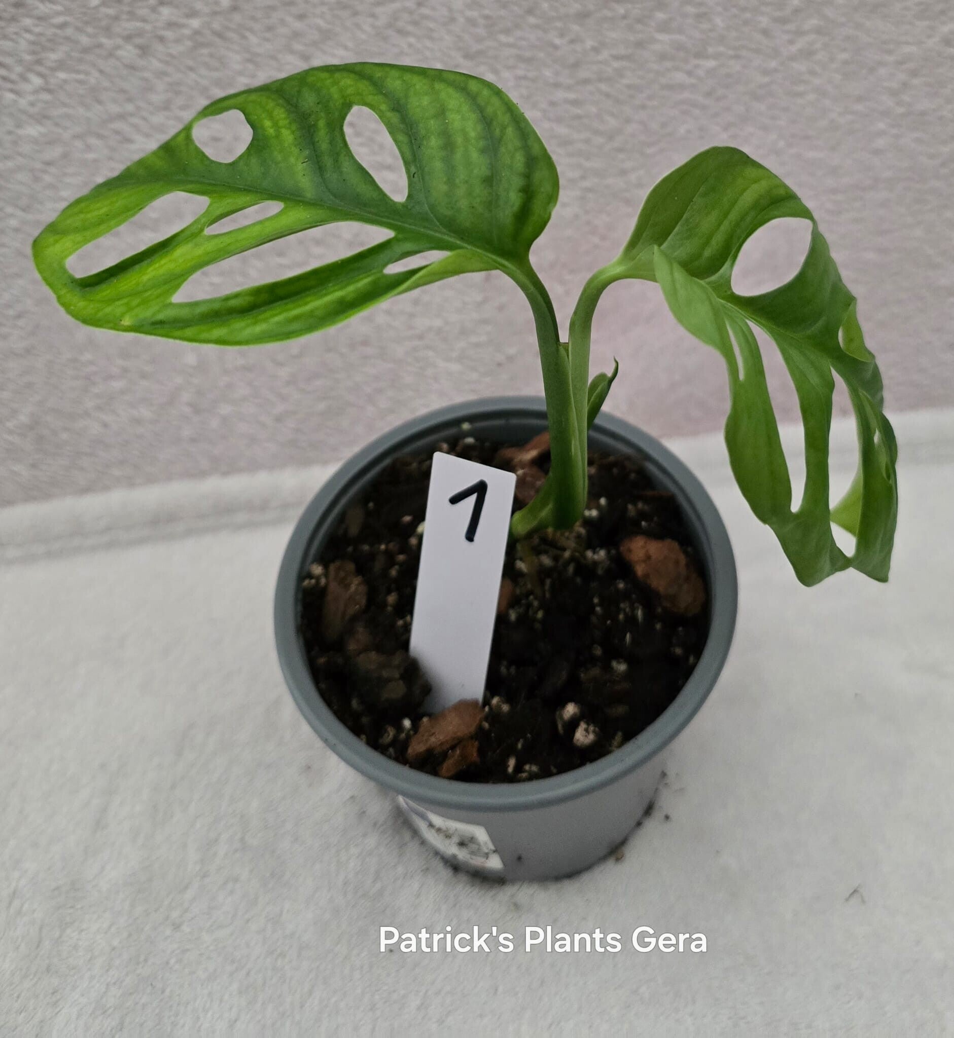 Monstera Adansonii Variegata – vergrünt