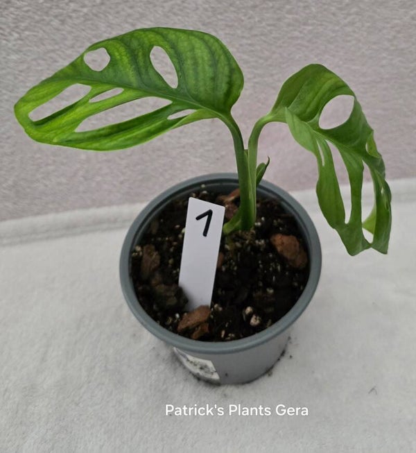 Monstera Adansonii Variegata – vergrünt