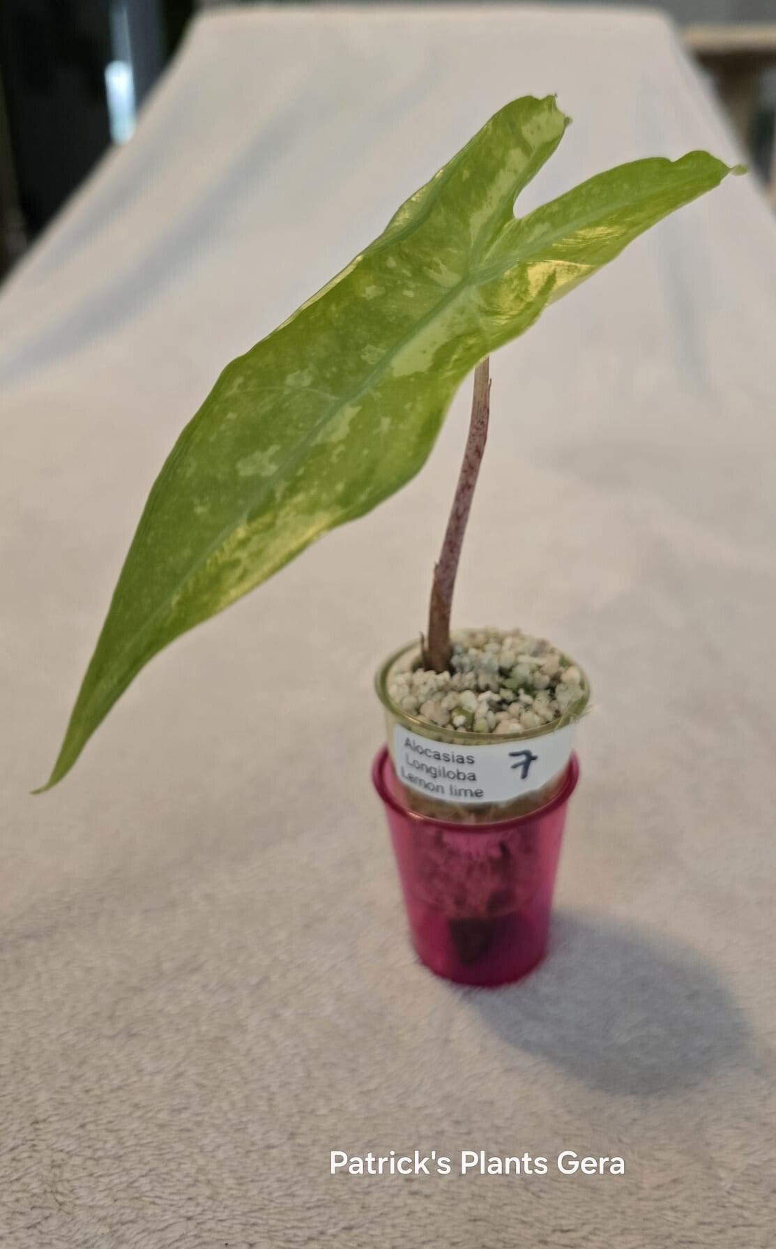 Alocasias Longiloba Lemon lime