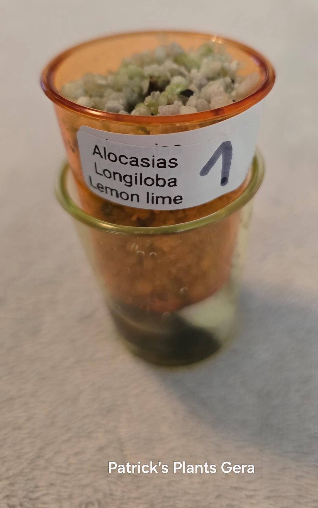 Alocasias Longiloba Lemon lime