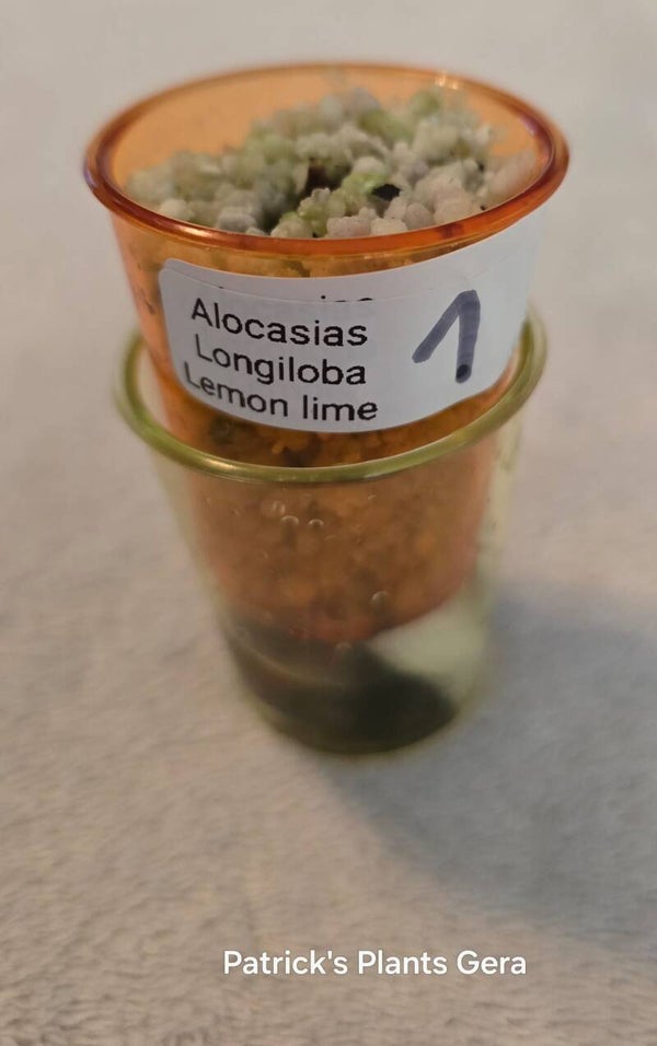 Alocasias Longiloba Lemon lime