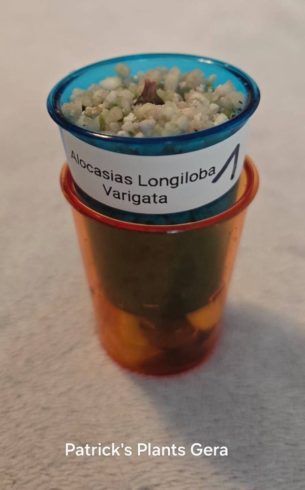 Alocasias Longiloba Varigata
