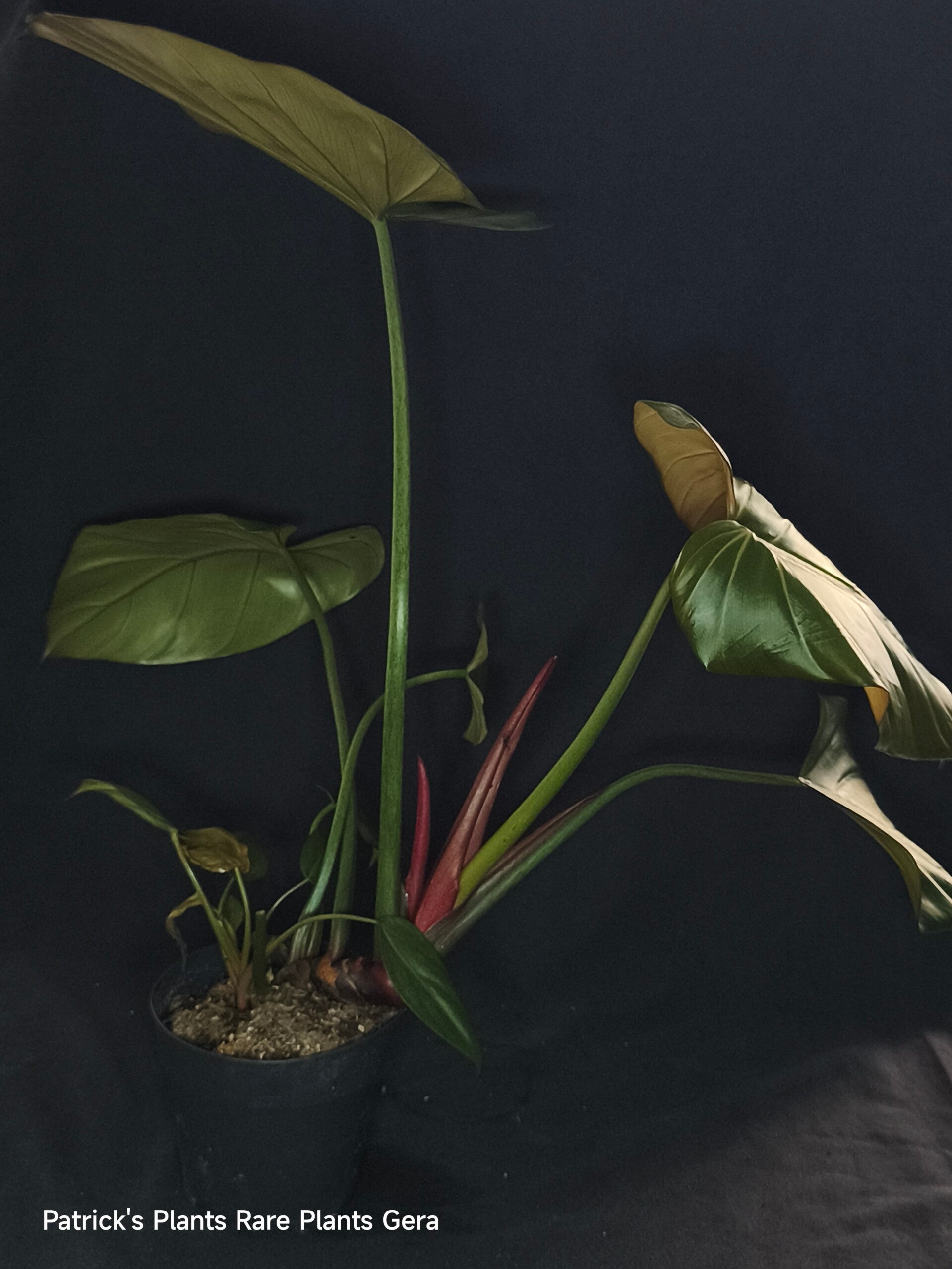 Philodendron Summer glory