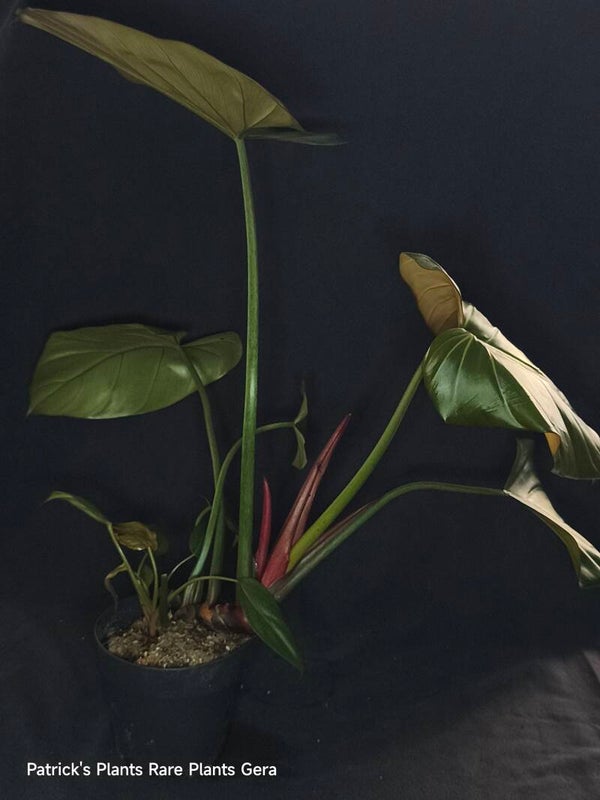 Philodendron Summer glory