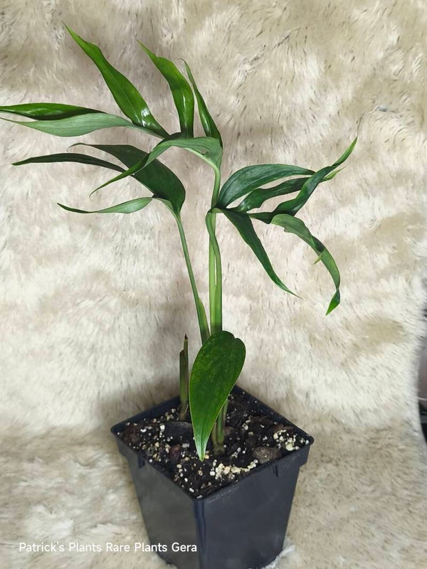 Monstera subpinnata