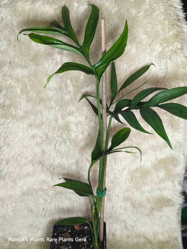 Monstera subpinnata große Pflanze
